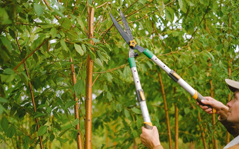 Tree trimming in Promise City, IA